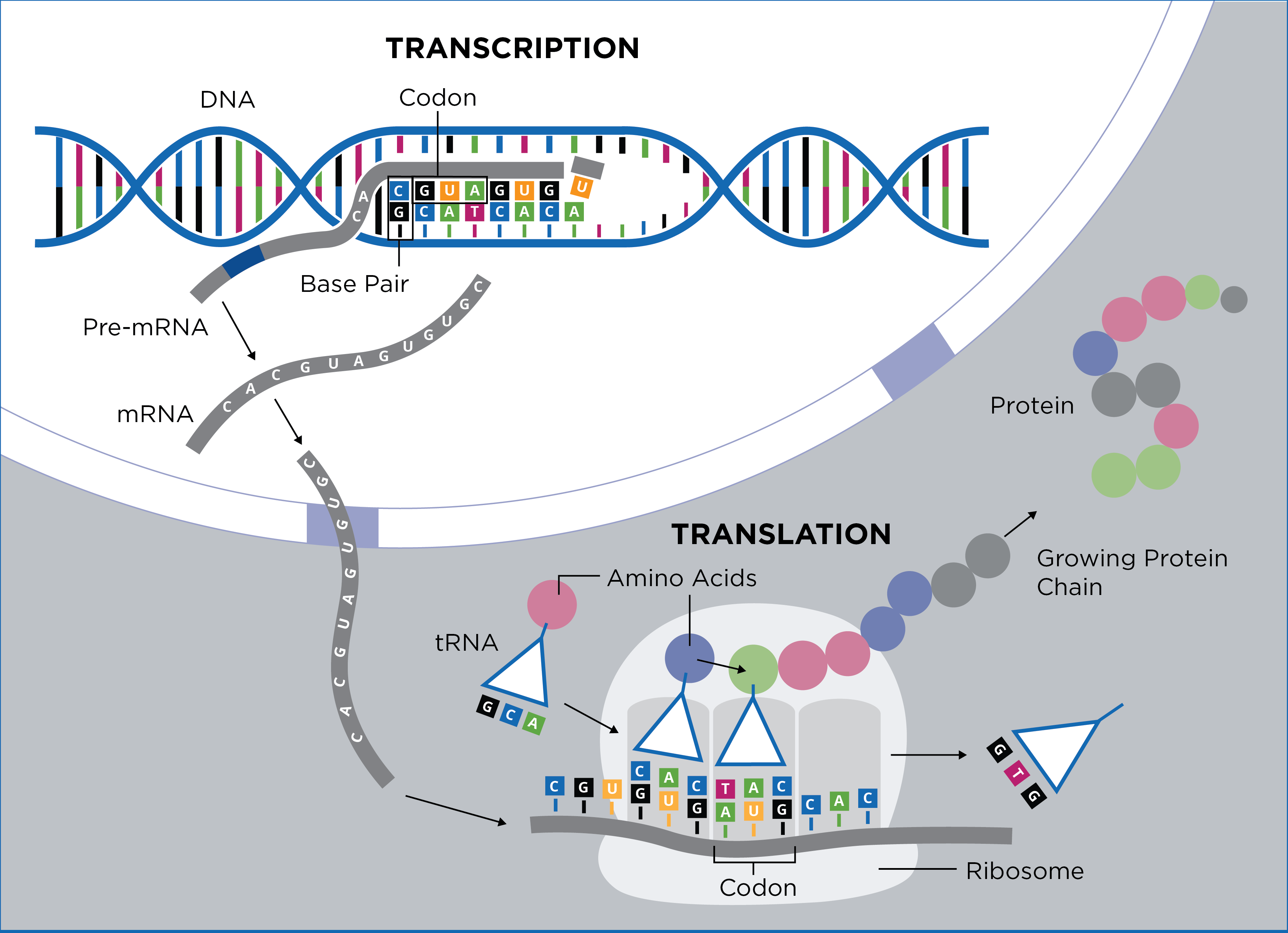 Protein Expression