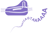 Single Strand DNA Synthesis