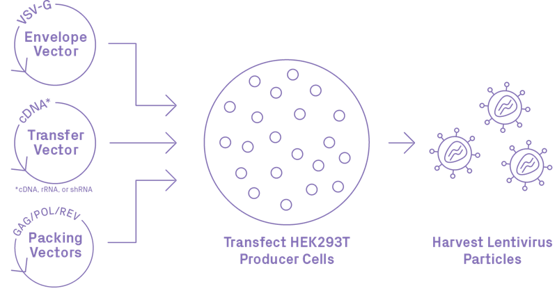 Lentivirus Diagram